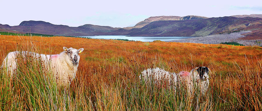 Hiding in Autumn - County Donegal Photograph by Lexa Harpell