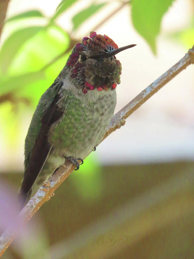 Hiding in Plain Sight - Hummingbird in the Lilac Bush - Wildlife Photography - Avian Art Photograph by Brooks Garten Hauschild