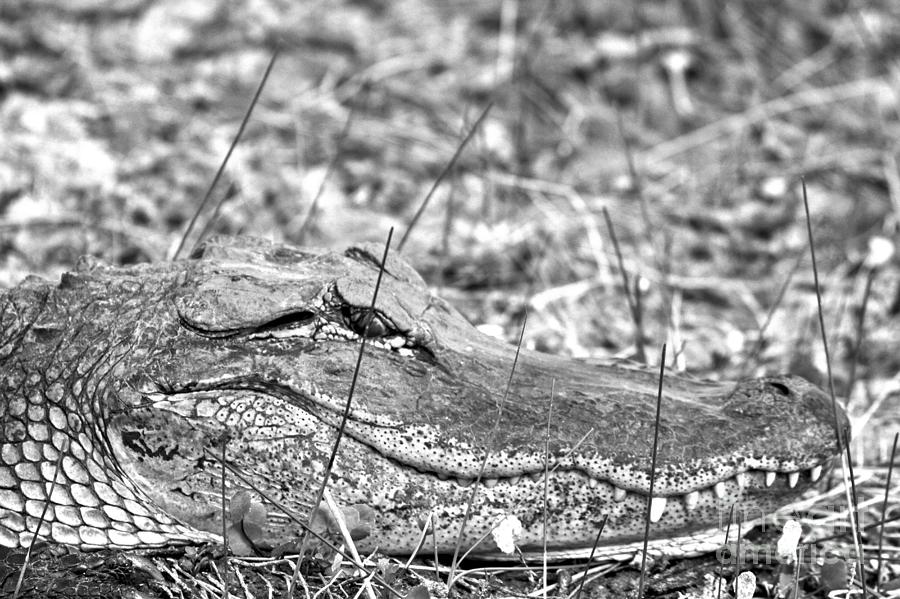 Hiding In The Everglades Grass Black And White Photograph by Adam Jewell