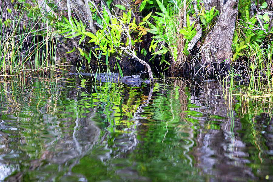 Alligator Photograph - Hiding in the Glades by Anthony Jones