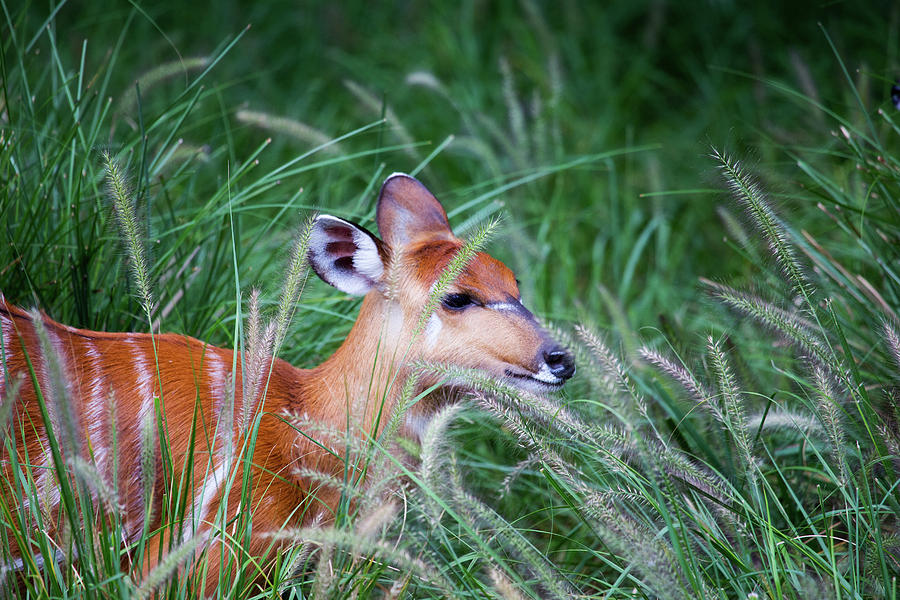 Hiding In The Grass Photograph by Karol Livote