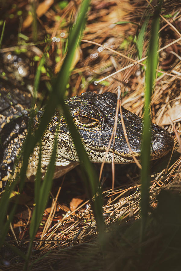 Hiding in the Pine Needles Photograph by Brian Anderson Hiding in the Pine Needles Photograph by Brian Anderson