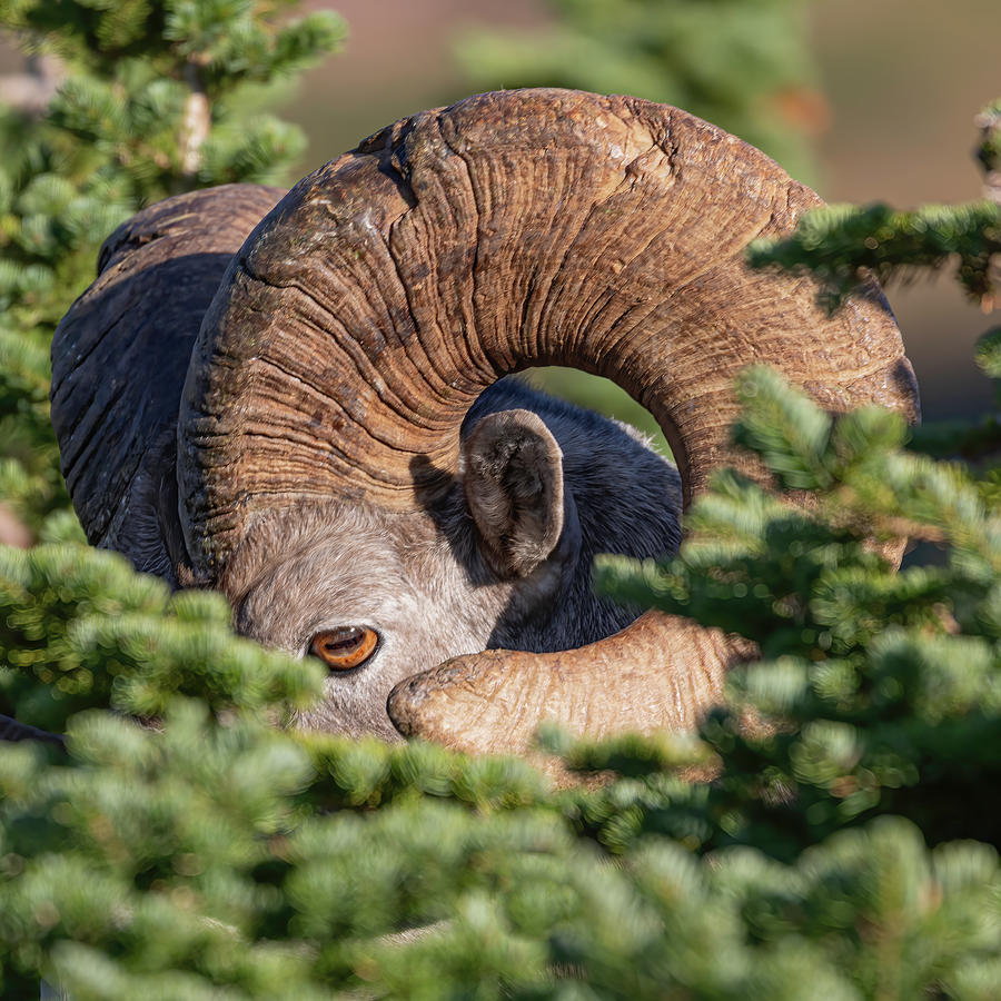 Hiding in the Pines Photograph by Mark Harrington
