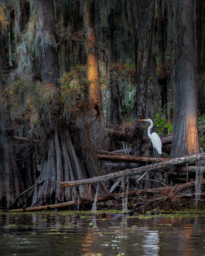 Hiding In The Shadows Photograph by Harriet Feagin Photography - Fine ...