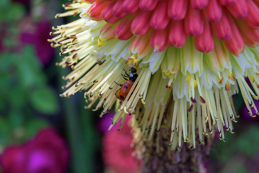 Hiding Ladybug Photograph by Heather Bettis
