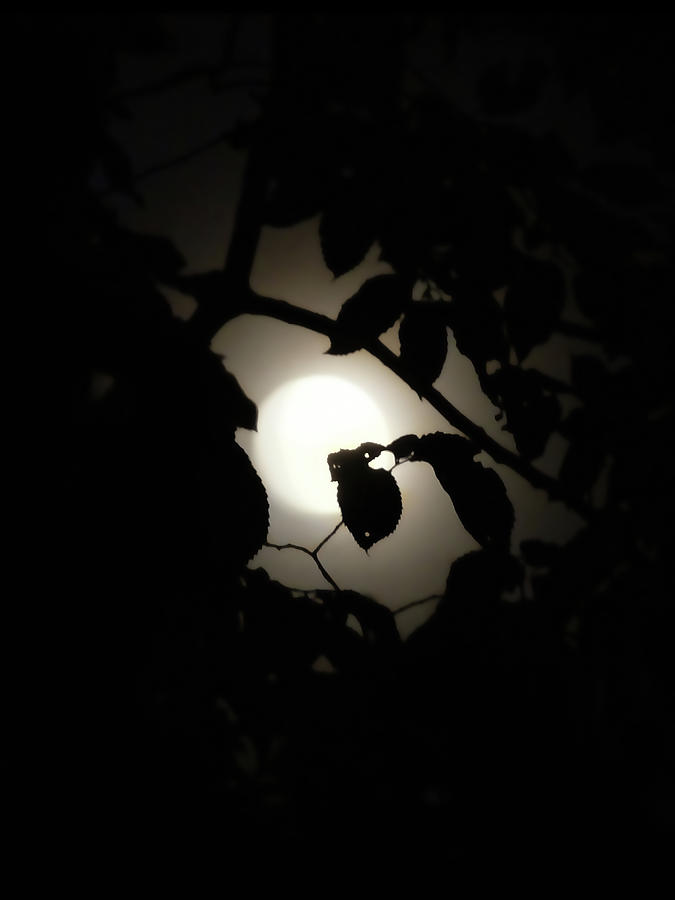 Hiding - Leaves over Moon Photograph by Menega Sabidussi
