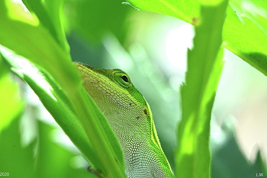 Hiding Lizard Photograph by Lisa Wooten