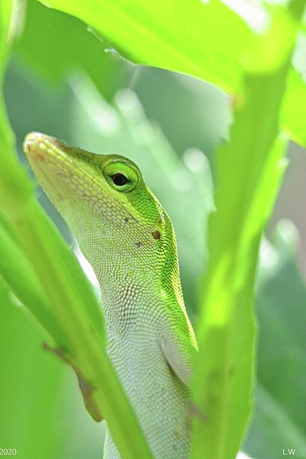 Hiding Lizard Vertical Photograph by Lisa Wooten
