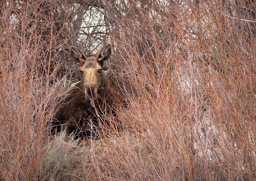 Hiding Moose Photograph by Lisa M Bell - Fine Art America