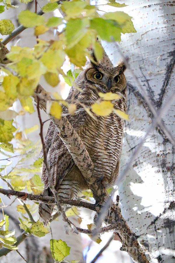 Hiding Owl Photograph by Carol Groenen