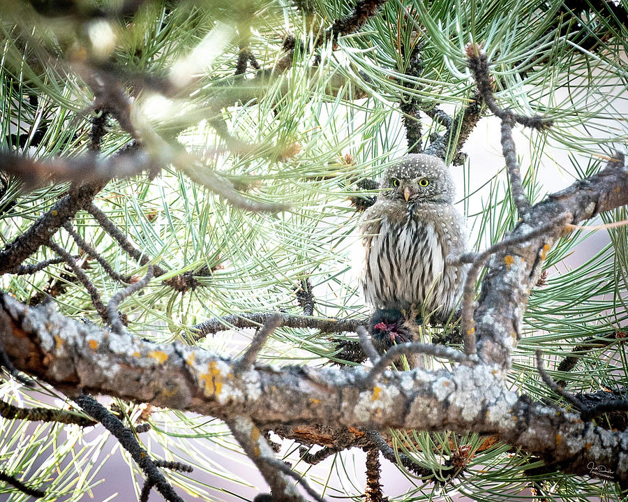 Hiding Pygmy Owl Photograph by Judi Dressler
