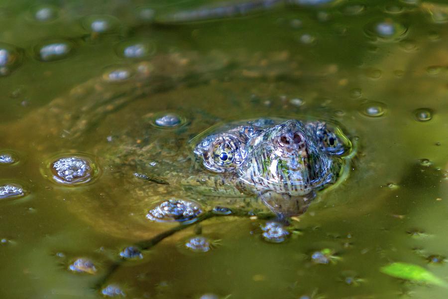 Hiding Snapping Turtle Photograph by Liza Eckardt