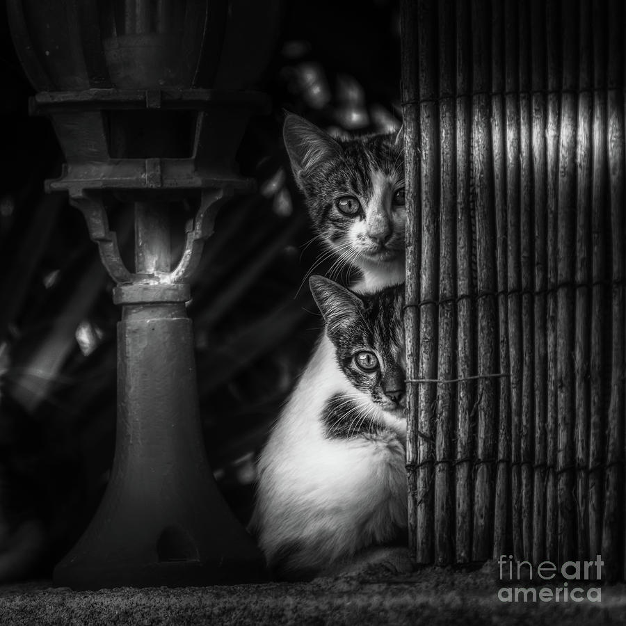 Animal Photograph - Hiding Spot by Flo Photography Animal Photograph - Hiding Spot by Flo Photography