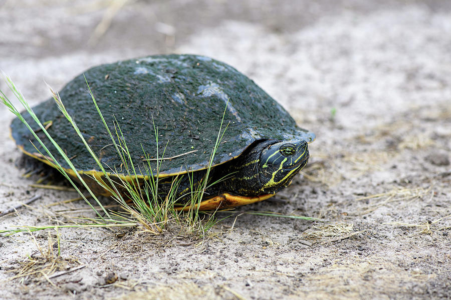 Hiding Turtle Photograph by Fon Denton - Fine Art America