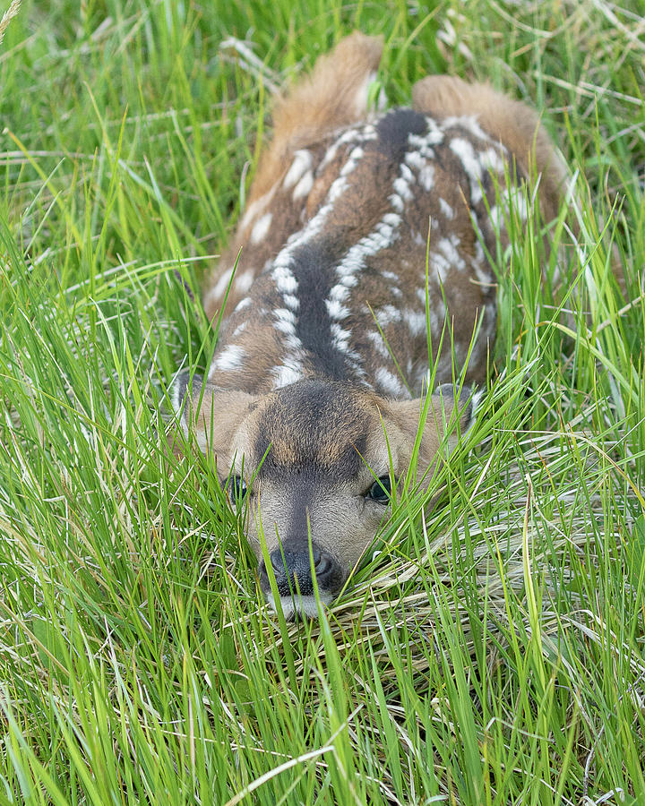 Hiding White Tail Fawn Photograph by Vicki Stansbury