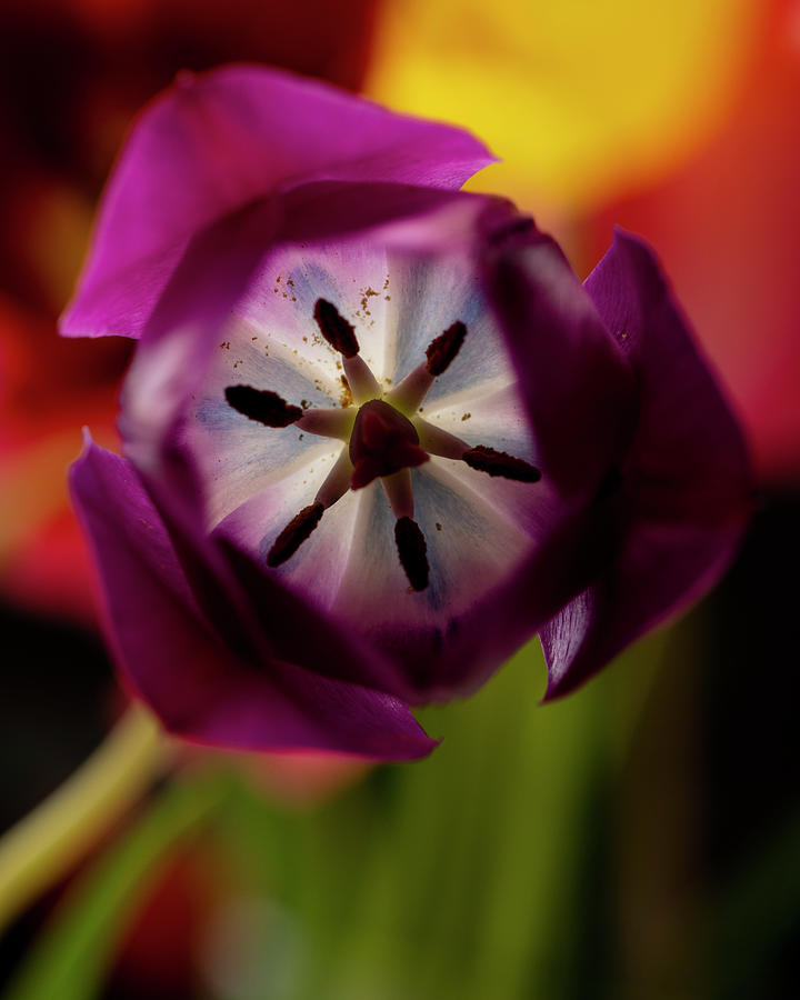 Hiding Within - a closeup photo of a purple tulip Photograph by Art Whitton