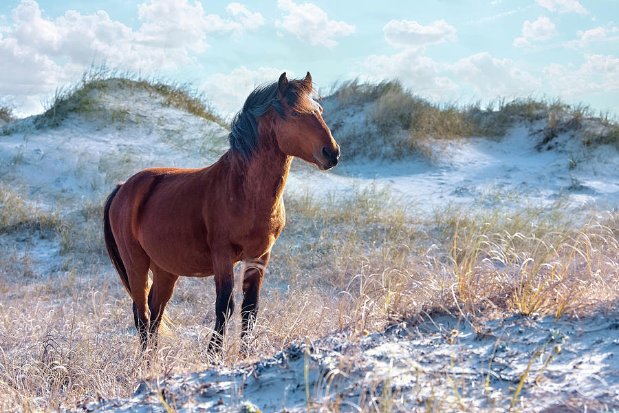 Horse Photograph - Wild Stallion on Alert by Fon Denton