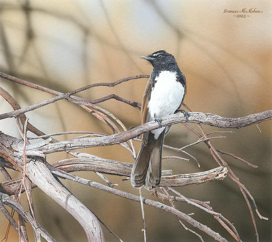 Bird Painting - High Alert - Willie Wagtail by Frances McMahon Watercolour Bird Artist