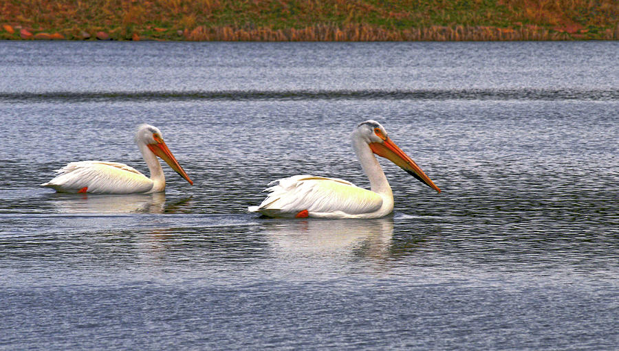 High Alititude Pelicans Photograph by Engle Meredith High Alititude Pelicans Photograph by Engle Meredith