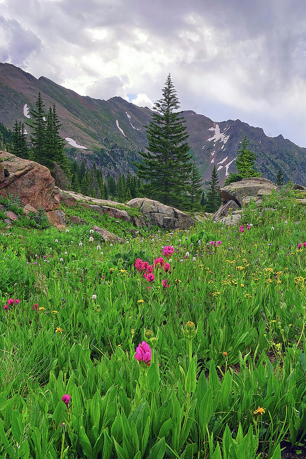 High Alpine Wildflowers Photograph