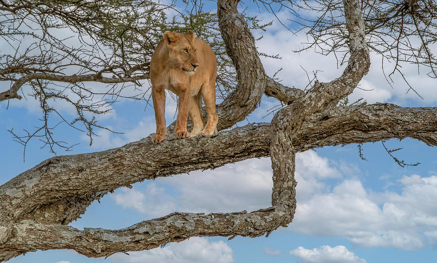 High and Lofty Perch, A Serengeti Lion  Photograph by Marcy Wielfaert