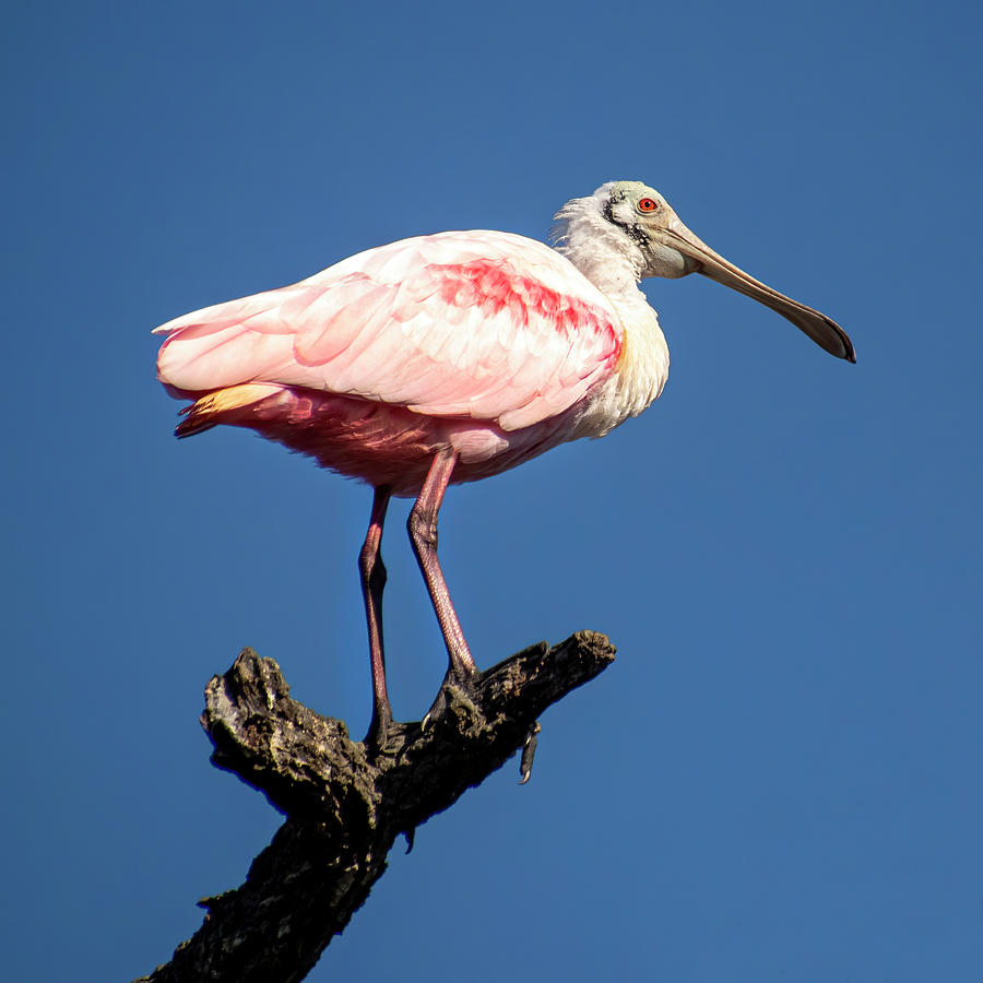 High and Mightly Roseate Spoonbill Photograph by Mary Buck