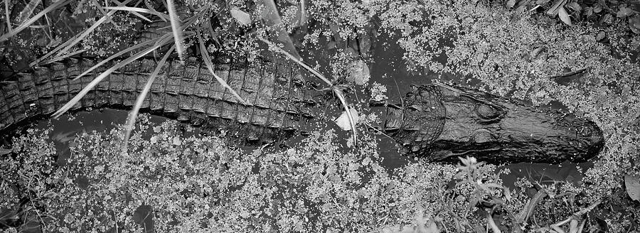 High angle view of an alligator swimming in a river, Florida, USA Photograph by Panoramic Images