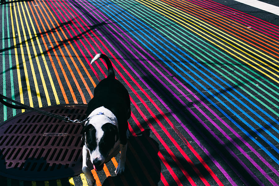High Angle View Of Dog Walking On Colorful Striped Street Photograph by Kevin Short / EyeEm