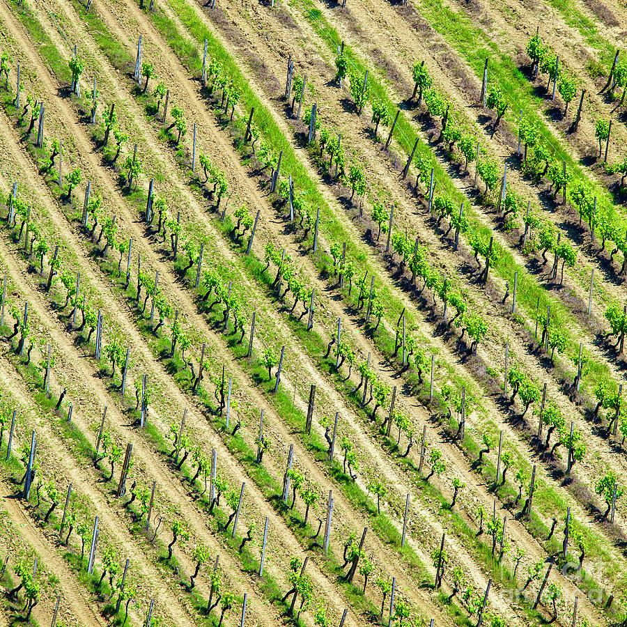 High Angle View Of Italian Vineyard Photograph