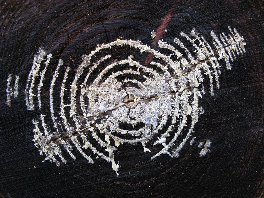 High Angle View Of Mycelium On Tree Stump Photograph by Richard Tullis / EyeEm High Angle View Of Mycelium On Tree Stump Photograph by Richard Tullis / EyeEm