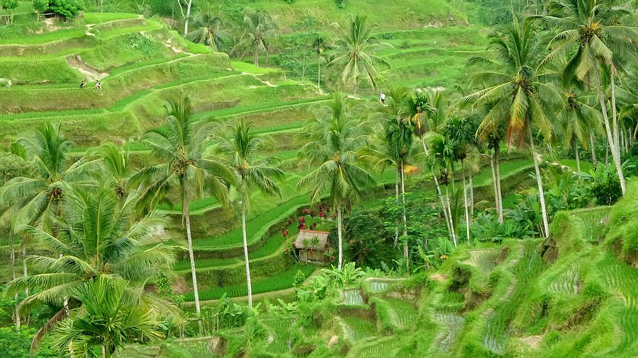 High Angle View Of Rice Field With Palm Trees At Bali Photograph by Joseph Jeanmart / EyeEm High Angle View Of Rice Field With Palm Trees At Bali Photograph by Joseph Jeanmart / EyeEm