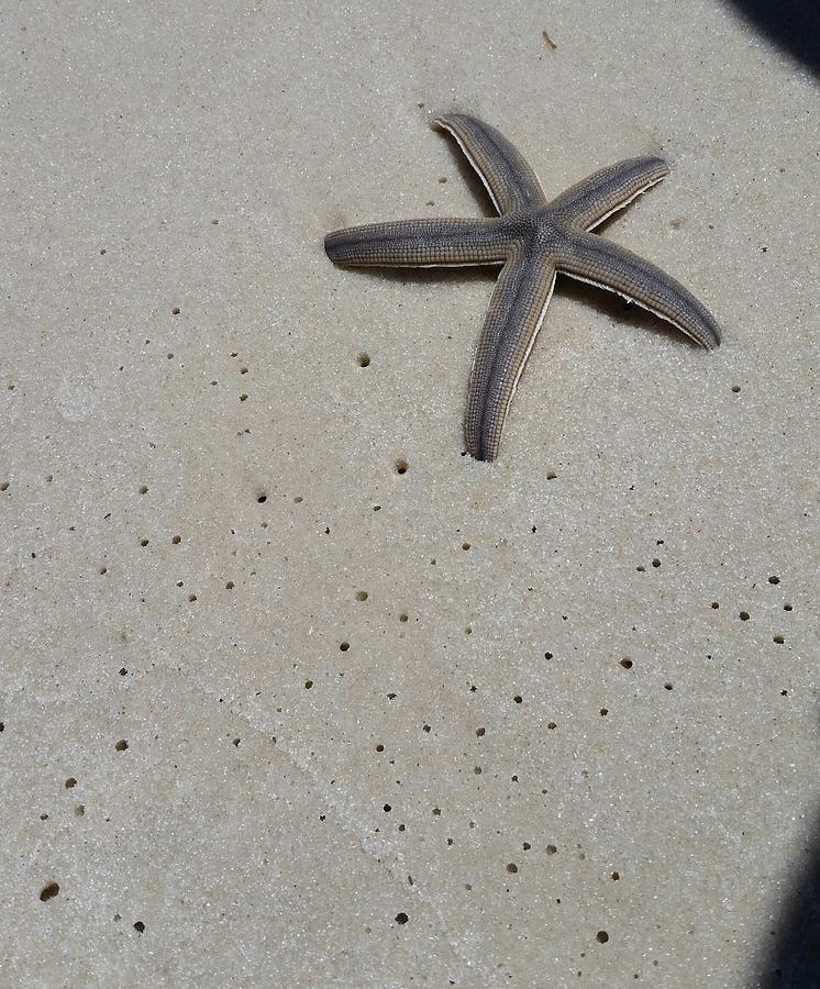 High angle view of starfish on beach Photograph by Jennifer Norem / FOAP