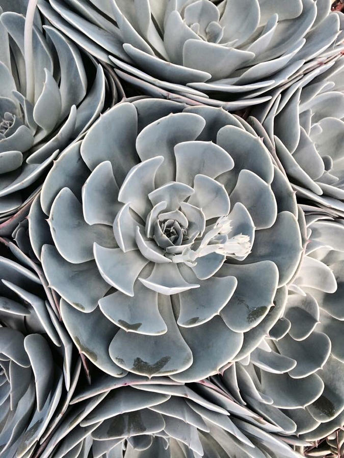 High angle view of succulent plant Photograph by Travis Mattern / FOAP