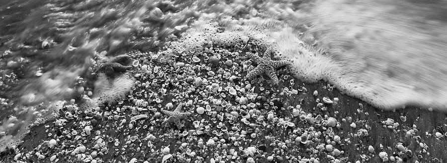 High angle view of three starfish on the beach, Gulf Of Mexico, Florida, USA Photograph by Panoramic Images