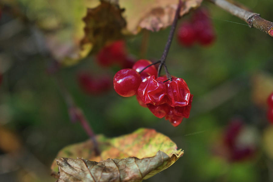Nature Photograph - High Bush Cranberries in September by Cathy Mahnke
