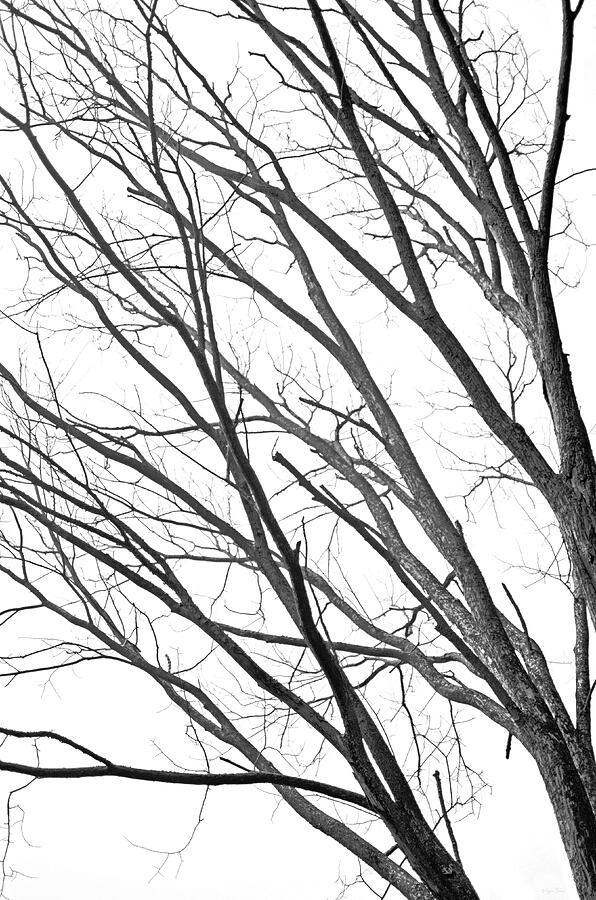 Tree Photograph - High Contrast Above, Bayfield, Ontario by Brian Shaw