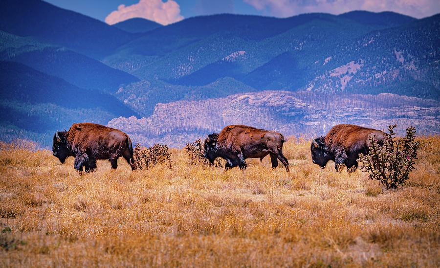High Country Bison Photograph by Linda Unger