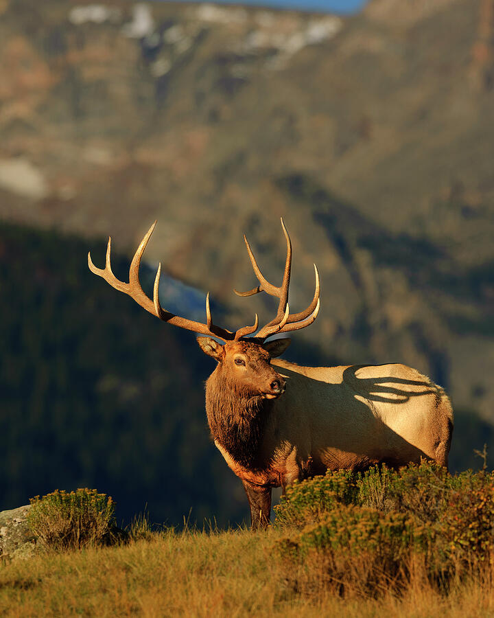Yellowstone National Park Photograph - High Country Bull Elk  by Gary Langley