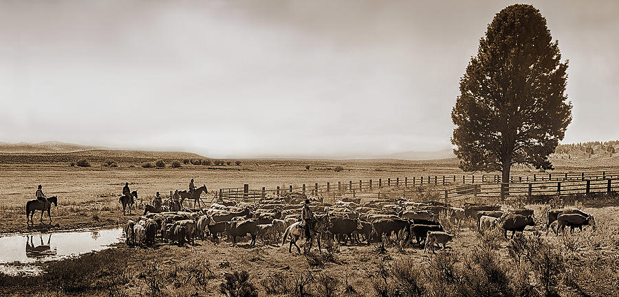 High Country Cattle  Drive, Sepia Photograph by Don Schimmel