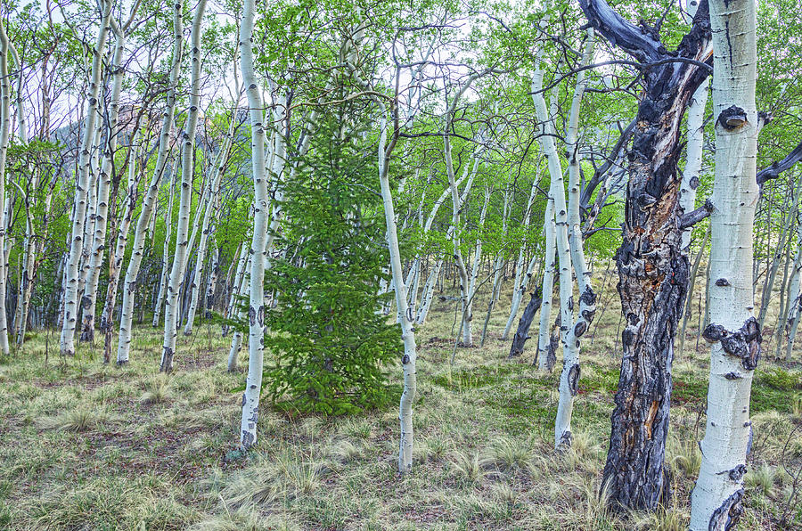 High Country Hinterlands, Wilkerson Pass, Pike National Forest, The ...