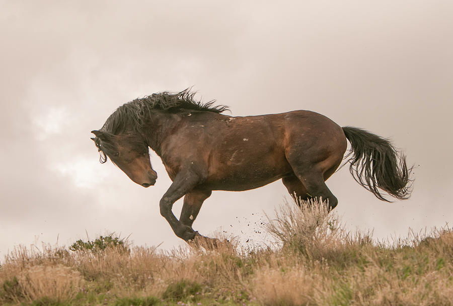 High Country Stallion Photograph by Kent Keller