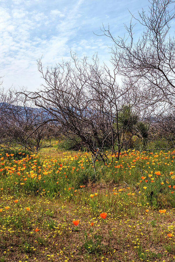 High Desert Bloom Photograph by Robert Harris