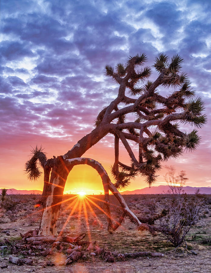 High Desert Charm Photograph by Daniel Hayes