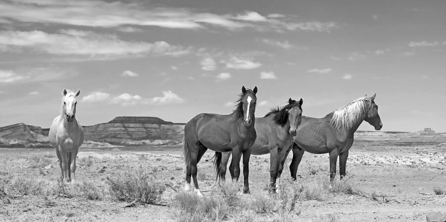 High Desert Horses Photograph by Paul Martin
