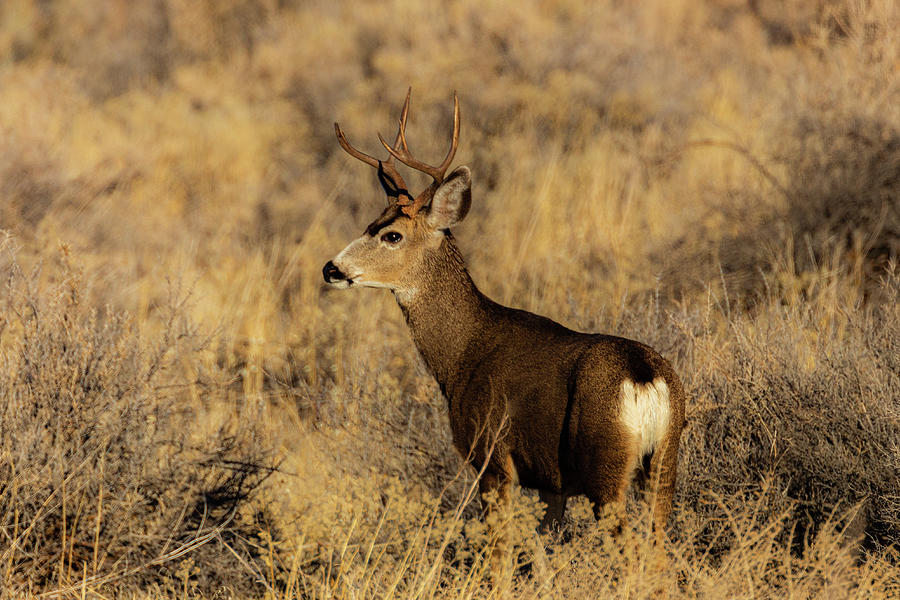 High Desert Muley Photograph by Mike Lee