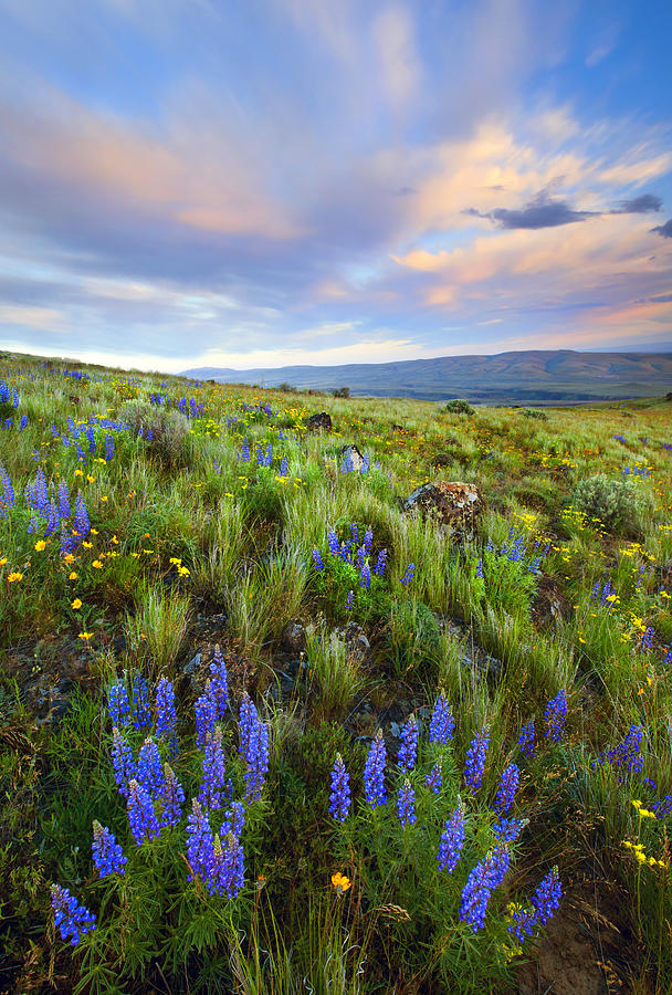 Nature Photograph - High Desert Spring by Mike Dawson
