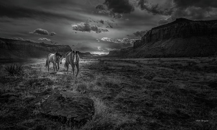 High Desert Travelers Photograph by Tim Bryan