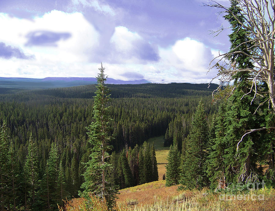 High Elevation Forest - Yellowstone National Park Photograph by Charles Robinson