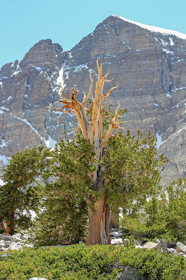 High Elevation Perseverance - Great Basin National Park Photograph by Brett Pelletier