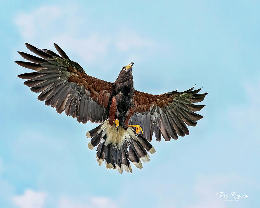 High Flying Harris Hawk Photograph by Peg Runyan